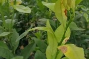 柑橘病蟲(chóng)害智能識(shí)別平臺(tái)_丙溴磷在柑橘七月份可以使用嗎 柑橘病蟲(chóng)害智能識(shí)別平臺(tái)_丙溴磷在柑橘七月份可以使用嗎