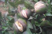 茂谷柑橘種植技術(shù)_柚子樹(shù)的秋梢如何處理