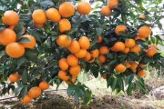 沃柑是屬于柑橘類嗎_沃柑一年結(jié)幾次果