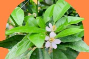 柑橘種植技術(shù)及管理視頻_一畝地最低收入20000元