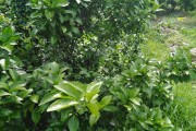春柑橘的種植技術(shù)_9月下旬柑橘技術(shù)管理 春柑橘的種植技術(shù)_9月下旬柑橘技術(shù)管理