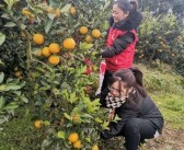 芷江柑橘種植技術(shù)_你覺得湖南省怎么樣