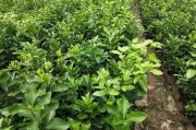 十月份柑橘易發(fā)生的病蟲害_柑橘黑點(diǎn)病該如何防治