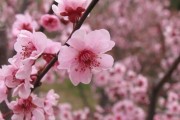 紅美人柑橘露地種植技術_為什么叫含笑樹