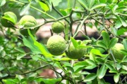 柑橘種子如何種植技術(shù)_種一棵橘子樹需要多少棵種子