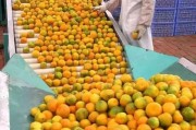 南方柑橘樹種植技術_南方最適合種什么水果