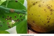 晚熟柑橘常見病蟲害圖片_柑橘果肉枯水能吃嗎