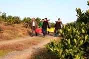 冷水灘柑橘種植技術(shù)要點(diǎn)_你家鄉(xiāng)的旅游景點(diǎn)和農(nóng)產(chǎn)品都有哪些