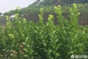 柑橘控旺種植技術(shù)和管理_柑橘春梢控旺技術(shù)