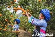 安順柑橘種植技術(shù)視頻講解_黃葛樹和黃果樹的區(qū)別