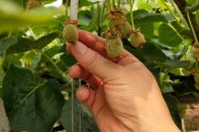 柑橘套袋后病蟲(chóng)害_枇杷樹(shù)結(jié)果后噴什么藥防蟲(chóng)