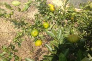 大份柑橘種植技術(shù)_當(dāng)季最好吃的水果是什么