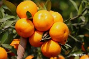 陽春柑橘種植技術(shù)_什么葡萄酒好喝