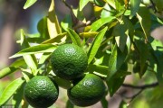 無(wú)農(nóng)藥種植柑橘技術(shù)_柑橘中農(nóng)藥多菌靈的殘留限量是多少