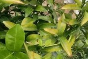 柑橘5月下旬病蟲害防治_橘子樹4月怎么抹芽