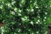 柑橘種植技術(shù)計劃書_默科特水果柑桔種植前景