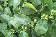 陰雨天柑橘種植技術_黃皮樹怎樣做才粗與壯