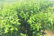 柑橘2月份種植技術(shù)_柑橘樹苗什么時候種植最好
