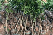 山地柑橘種植管理技術(shù)_哪種地形不適合柑橘園