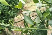 柑橘水田種植技術(shù)_桔子樹施肥順口溜