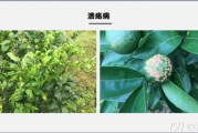 柑橘主要病蟲(chóng)害防治方案_炭疽病對(duì)柑橘的危害大嗎