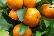 6月份柑橘病蟲害防治計劃_柑橘灰霉病的最佳防治方法