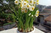 橘子樹花苞圖片_如何讓橘子樹開花結(jié)果