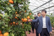 柑橘農(nóng)場種植技術(shù)_如何做到在一年內(nèi)開花掛果兩次