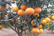 紅美人柑橘種植技術(shù)全過程_麗紅柑橘畝產(chǎn) 紅美人柑橘種植技術(shù)全過程_麗紅柑橘畝產(chǎn)