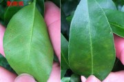 柑橘常見(jiàn)病害圖譜大全(柑橘常見(jiàn)病害圖譜大全圖片)