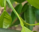 柑橘種植技術(shù)教學(xué)視頻_能不能分享一下你拍過的枝頭上新鮮的水果美照