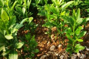 柑橘種植矮化管理技術(shù)_桔樹的壽命一般為多長(zhǎng)