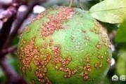 柑橘常見(jiàn)病蟲(chóng)害有哪些圖片_春季未掛果的柑橘出花芽打什么藥