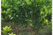 春季春見柑橘種植技術(shù)_澄邁福橙十大品種