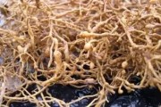 柑橘無(wú)根種植方法與技術(shù)_是先扦插還是先嫁接