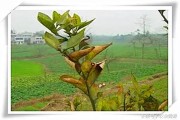 柑橘春掛防病蟲害_柑橘樹的紅蜘蛛蟲害 柑橘春掛防病蟲害_柑橘樹的紅蜘蛛蟲害