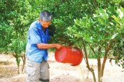 三臺(tái)縣柑橘病蟲害防治_柑橘全年用藥時(shí)間和方案