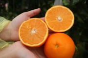 重慶柑橘如何種植技術(shù)與管理_2021年南方桔子的產(chǎn)量