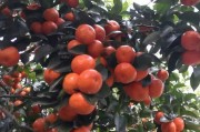 柑橘種植技術(shù)及投資_種500顆柑橘樹一年大概要投資多少錢