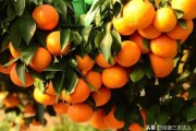抗寒耐凍的柑橘品種_鵝柑和沃柑的區(qū)別