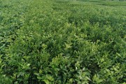 耙耙柑在哪個(gè)地方種植(耙耙柑什么地方可以種植) 耙耙柑在哪個(gè)地方種植(耙耙柑什么地方可以種植)