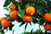 柑橘8月份種植管理技術(shù)_8月份哪里盛產(chǎn)橘子