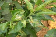 柑橘種植及防治技術_柑橘紅美人適合盆栽嗎