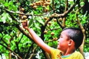 佛山柑橘種植技術采購_當今還有真正意義上的武林高手嗎
