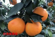 愛媛38是橘子還是橙子_東坡愛媛橙介紹