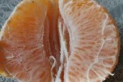 脫毒柑橘苗是什么意思_果樹怎樣能降低種植成本 脫毒柑橘苗是什么意思_果樹怎樣能降低種植成本