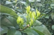 柑橘種植管理與施肥技術(shù)_尿素在柑橘上該如何使用