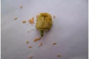 柑橘開花期防病蟲害_橘子開花前兆