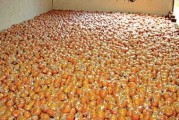 柑橘微生物種植技術(shù)_柑橘葉子不夠厚不夠油亮