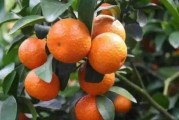 柑橘第三次種植技術(shù)_奧林達(dá)柑橘種植技術(shù)